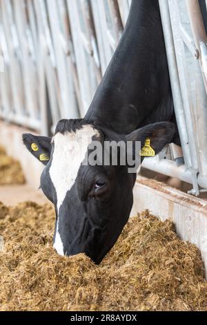 Milchrinder, die eine Silagemischung von hinter Futterbarrieren in einem Rinderstall essen. Dumfries, Schottland, Großbritannien. Stockfoto