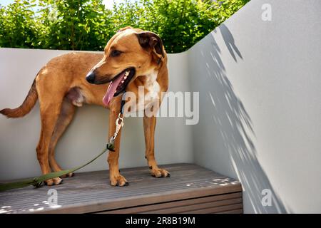 Ein großer goldener Hund mit Kragen und Leine steht auf einer Bank, während er mit dem Besitzer im Park spaziert. Liebe und Zuneigung zwischen dem Besitzer Stockfoto