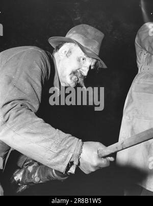 Derzeit 17-1950: Industrie in der WastelandBetween schneebedeckte Berge an der schwedischen Grenze, weit östlich von Bodø, liegt Sulitjelma. Die Menschen in dieser Bergstadt sind völlig abhängig vom Bergbau und den Minen. Die Kommunikation ist schlecht. Im Frühjahr und Herbst kann Sulitjelma vollständig von der Außenwelt isoliert werden. Die 3.000 Menschen, die dort leben, sind alle "de" und leben ihr eigenes Leben - fast wie ein Staat innerhalb eines Staates. Tief in der Mine auf Jakobsbakken trafen wir Peder Misvær - einen alten und erfahrenen Bergarbeiter, der nicht den großartigen Schnurrbart opfern wollte, den er als Mann trug Stockfoto