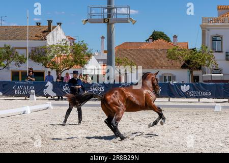 Europa, Portugal, Alentejo Region, Golega, Mann in traditionellem Kostüm, der einen Colt für das Publikum beim Pferdefestival „Mares and Foals“ bearbeitet Stockfoto