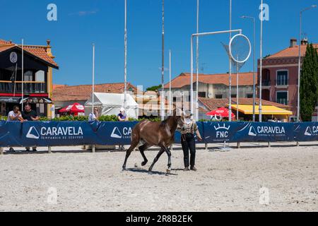 Europa, Portugal, Alentejo Region, Golega, Frau in traditionellem Kostüm, die 2023 auf der Pferdemesse „Mares and Foals“ einen Colt für das Publikum arbeitete Stockfoto