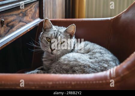 Eine schöne graue Hauskatze mit gelben Augen sitzt in einer braunen Sesselnaht Stockfoto