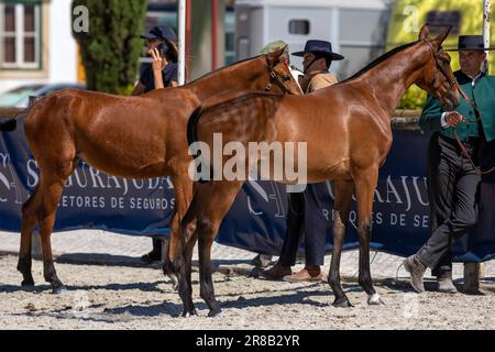 Europa, Portugal, Alentejo Region, Golega, zwei Lusitano Colts mit ihren Handlern auf der Pferdemesse „Mares and Foals“ im Mai 2023 Stockfoto