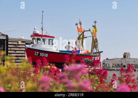 Ein Fischer in seinem Fischerboot, der sich um seine Netze am Strand von Aldeburgh kümmert, mit unscharfen Blumen im Vordergrund. Stockfoto