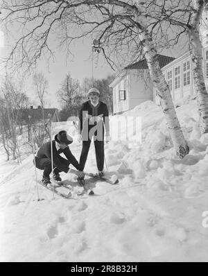 Aktuell 08-1950: Schönheitskönigin auf Kurzbesuch. Die schönste in Chile, die berühmt ist für ihre schönen Frauen, heißt Blanca Echeverria und war vor kurzem in Norwegen, wo sie bei jedem, der sie sah, einen tiefen Eindruck hinterlassen hat. Sie wurde zur Schönheitskönigin des Landes ernannt und ist derzeit auf einer europaweiten Kulanzreise. Sie begann in Stockholm, setzte sich nach Oslo und nach Kopenhagen fort, wobei Rom und Paris die nächsten Anlaufhäfen waren.Foto: Sverre A. Børretzen / Aktuell / NTB ***Foto ist nicht bildverarbeitet*** Stockfoto