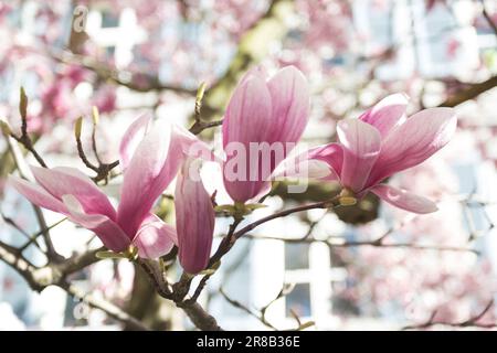 Violette Magnolienblüten blühen in hohen Tönen Stockfoto