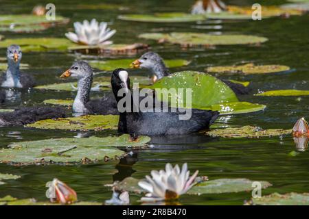 Eurasische Seeteufel/Gemeine Seeteufel (Fulica atra) Erwachsener, der im Frühling mit Jungtieren unter weißen Wasserlilien/Seerosen im Teich schwimmt Stockfoto