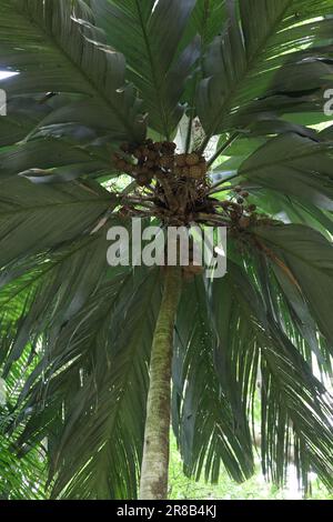 In die Baumkronen zu blicken, auf die Früchte und das Laub einer Vahana-Palme, Pelagodoxa henryana, in Lawai, Kauai, Hawaii, USA Stockfoto