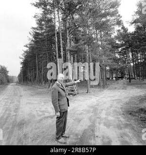 Aktuell 39-7-1960: Schlupfloch an der Grenze, an der sich Morokulien heute befindet, fand eines der erstaunlichsten illegalen Abenteuer des Krieges statt. Die Hauptverbindungsleitung zwischen Hjemmefront und Utefront verläuft direkt an den Nasen der deutschen Wachen vorbei. Foto: Aage Storløkken / Aktuell / NTB ***FOTO NICHT VERARBEITET*** Stockfoto