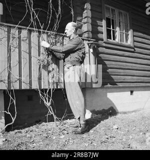 Tatsächlich 9-1-1947: Einar Gerhardsen unterhielt sich am 10. Mai informell mit Premierminister Einar Gerhardsen, der am 50. Mai wird, und in diesem Fall hat "Aktuell" ihn in seinem Versteck, dem Cottage "Kristi Rolighet" in Bærum, gesucht. Redakteur per Bratland beschreibt das Leben dort draußen in Text und Bildern. In einem Gespräch mit dem Jubiläum werden die größten politischen Probleme angesprochen. Die Veranda ist mit Wildwein dekoriert, und es ist die Aufgabe des Premierministers, dafür zu sorgen, dass sie gedeiht. Seit er recht jung war, fühlte er sich mit der Natur vertraut und stand unter dem Druck Stockfoto