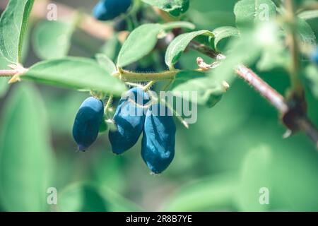 Reife süße, gesunde blaue Honigsaugbeeren oder Lonicera caerulea oder Haskap im Busch im Frühlingsgarten. Selektiver Fokus Stockfoto