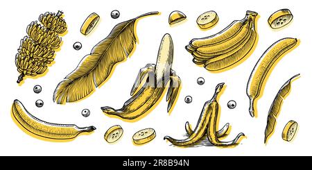 Bananenobst und Palmenblätter. Handgemalt mit Tinte im Vintage-Stil. Lineares Grafikdesign. Detaillierte vegetarische Speisen. Vektordarstellung für Beschriftung Stock Vektor