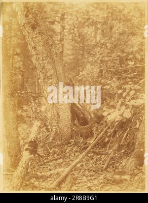 Unbenannt aus dem Portfolio The Forest: Adirondack Woods 1859 von William James Stillman, geboren in Schenectady, NY 1828, gestorben in Surrey, England 1901 Stockfoto