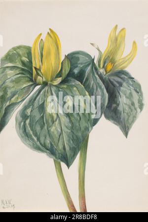 Whippoorwill Flower (Trillium hugeri) 1937 von Mary Vaux Walcott, geboren in Philadelphia, PA 1860-gestorben St. Andrews, New Brunswick, Kanada 1940 Stockfoto