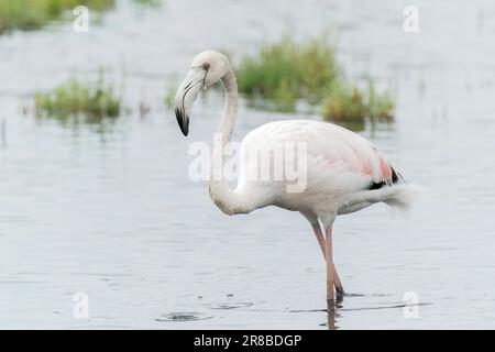 Großflamingo, Phoenicopterus roseus, Fütterung von Jungvögeln beim Spaziergang im flachen Wasser, S'Albufera-Reservat, Mallorca, Spanien Stockfoto