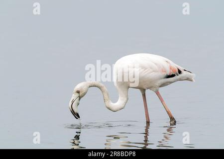 Großflamingo, Phoenicopterus roseus, Fütterung von Jungvögeln beim Spaziergang im flachen Wasser, S'Albufera-Reservat, Mallorca, Spanien Stockfoto