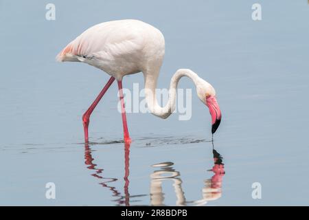 Großflamingo, Phoenicopterus roseus, Einzelvogelfütterung während der Wanderung im flachen Wasser, S'Albufera-Reservat, Mallorca, Spanien Stockfoto