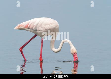 Großflamingo, Phoenicopterus roseus, Einzelvogelfütterung während der Wanderung im flachen Wasser, S'Albufera-Reservat, Mallorca, Spanien Stockfoto