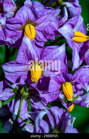 Natürliche Nahaufnahme blühender Pflanzen Porträt von auffallend bunten Kartoffelblumen Stockfoto