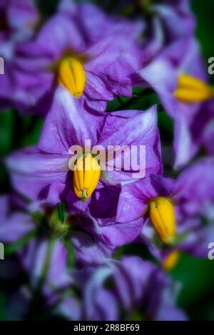 Natürliche Nahaufnahme blühender Pflanzen Porträt von auffallend bunten Kartoffelblumen Stockfoto