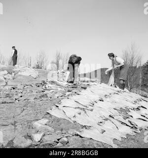 Tatsächlich 11 803-1-1947: Wiederaufbau in Kristiansund Kristiansund N. die auf Felsen und Bergen gebaute Stadt verschwand nach dem deutschen Bombenanschlag im Jahr 1940 in einem einzigen riesigen Feuer. Die Spuren sind fast gelöscht. Seit 7 Jahren leben sie in Baracken, so nah wie Hering in einem Fass. Noch sind nicht alle in die Stadt zurückgekehrt. Jetzt wird die Stadt wieder aufgebaut, aber es braucht Zeit. Jeden Tag freuen sich die Kristiansund-Leute über die Entwicklung, und während sie darauf warten, dass sie einziehen, trocknen sie Felsfische auf jedem Felsen. Foto: Per Bratland / Aktuell / NTB ***FOTO NICHT ABGEBILDET*** Stockfoto