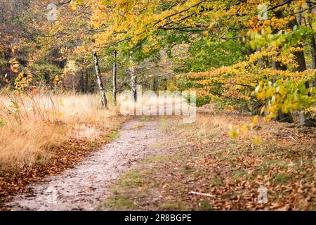 Schottersteinpfad durch einen kleinen Park mit lebhaften Bäumen auf beiden Seiten des Parkwegs. Stockfoto