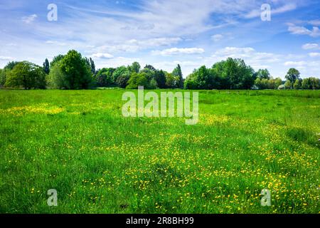 Grüne landwirtschaftliche Weideland mit gelben Butterblumen und Bäumen im Sommer mit blauem Himmel und weißen Wolken Stockfoto