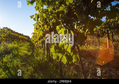 Rote Weintrauben auf den Weinbergen, slowenische Landschaft. Istrien Stockfoto