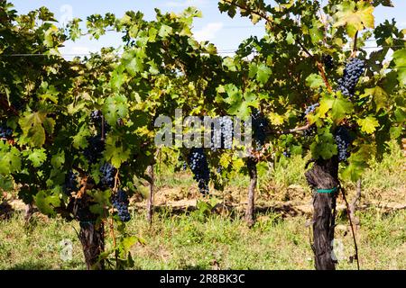 Rote Weintrauben auf den Weinbergen, slowenische Landschaft. Istrien Stockfoto