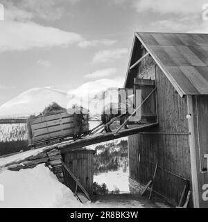 Tatsächlich 18-7-1960: Strømbu-Kara sechs alte Junggesellen führen eine Pension in Sollia und machen es so gemütlich für die Gäste, dass sie zwanzig Jahre in Folge wiederkommen. Foto: Aage Storløkken / Aktuell / NTB ***FOTO NICHT VERARBEITET*** Stockfoto