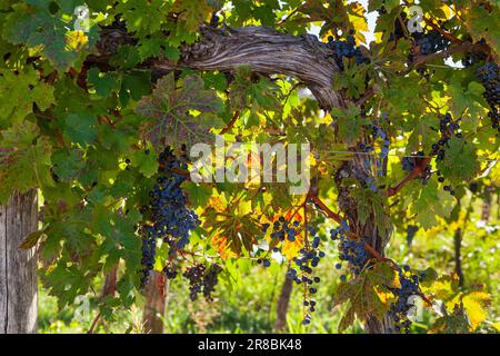 Rote Weintrauben auf den Weinbergen, slowenische Landschaft. Istrien Stockfoto