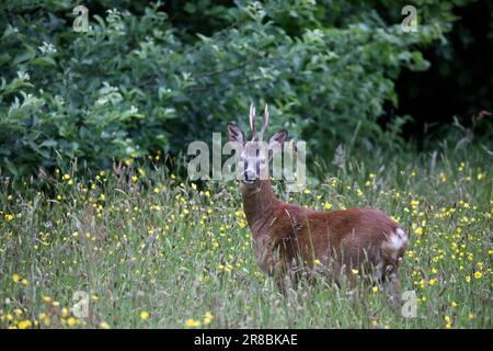 Rehe buck in einer Wiese Stockfoto