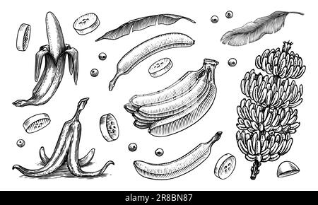Poster oder Banner mit Bananenfrüchten und Palmenblättern. Handgemalt mit Tinte im Vintage-Stil. Lineares Grafikdesign. Detaillierte vegetarische Speisen. Vektor Stock Vektor