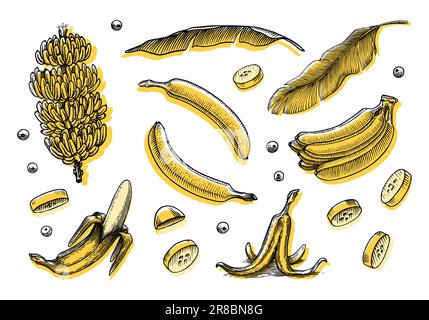 Bananenobst und Palmenblätter. Handgemalt mit Tinte im Vintage-Stil. Lineares Grafikdesign. Detaillierte vegetarische Speisen. Vektordarstellung für Beschriftung Stock Vektor