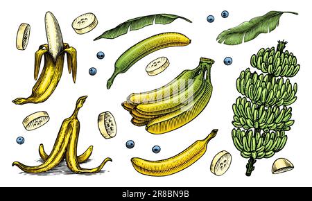Poster oder Banner mit Bananenfrüchten und Palmenblättern. Handgemalt mit Tinte im Vintage-Stil. Lineares Grafikdesign. Detaillierte vegetarische Speisen. Vektor Stock Vektor