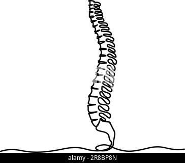 Die chiropraktische Wirbelsäule. Durchgehende Zeichnung einer Linie auf weißem Hintergrund, einfache Skizze eines Teils des Gerüsts. Vektordarstellung Stock Vektor