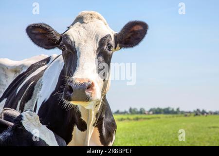 Milchkuh, schwarz-weiß, sieht neugierig aus in einem grünen Feld, mittlere Aufnahme vor einem blauen Himmel Stockfoto