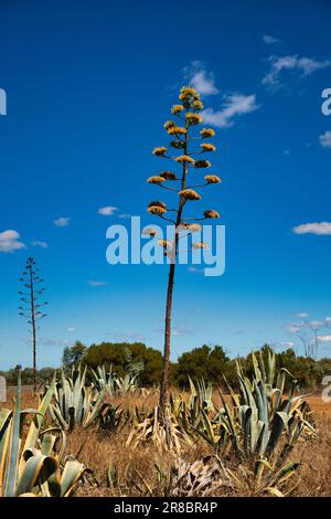 Blühende Agaven mit riesigen Blumenstämmen vor einem klaren blauen Himmel in Westaustralien Stockfoto