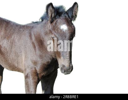 Fohlen isoliert auf weißem Hintergrund Stockfoto