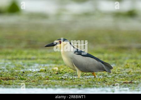 Nachtreiher, auch bekannt als Schwarzkronen-Nachtreiher und Schwarzkappenreiher (Nycticorax nycticorax) im Donaudelta-Komplex von lago Stockfoto