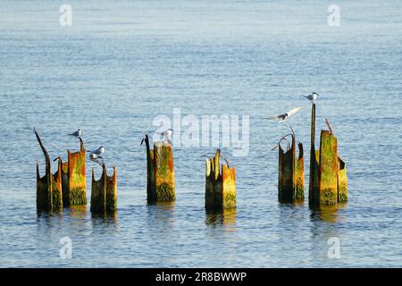 Möwen sitzen auf alten, rostigen, mossigen Metall-Pier-Pfosten im Hafen Meerwasser, Meeresverschmutzung Stockfoto