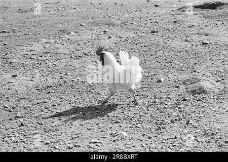 Aktuelle 15-1949: Von der Ei-Rationierung zur Ei-Abundanz Foto; Sverre A. Børretzen / Aktuell / NTB ***FOTO NICHT VERARBEITETE BILDER*** Stockfoto