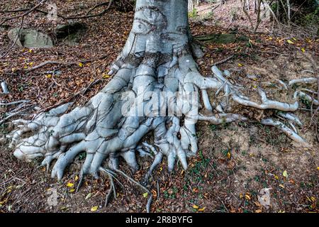 Ein malerischer Blick auf einen Baum von unten, der die knorrigen und gewundenen Wurzeln des Baumes zeigt, die sich nach außen und nach oben erstrecken Stockfoto