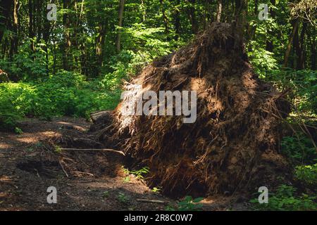 Entwurzelte große Baumwurzel im Wald Stockfoto