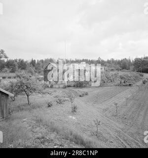 Aktuell 34-5-1960: Die Gärung in Filtvet industrieller Hefen erzeugt edle Trauben aus norwegischen Früchten. Foto: Ivar Aaserud / Aktuell / NTB ***FOTO NICHT ABGEBILDET*** Stockfoto