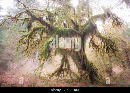 Großer Ahornbaum bedeckt mit Moos in der Hall of Mosses im Hoh Rainforest, Olympic Peninsula, Washington State, USA. Stockfoto