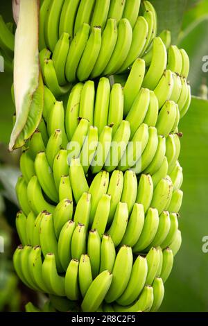 Ein Haufen unreifer Bananen, die auf einem Baum wachsen Stockfoto