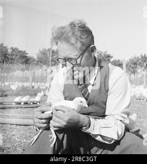 Aktuelle 15-1949: Von der Ei-Rationierung zur Ei-Abundanz Foto; Sverre A. Børretzen / Aktuell / NTB ***FOTO NICHT VERARBEITETE BILDER*** Stockfoto