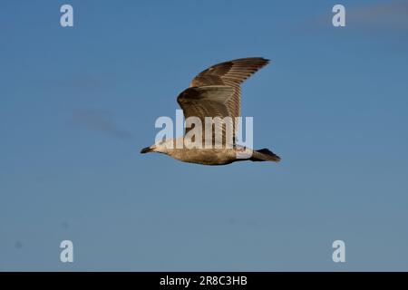 Eine weiße Möwe schwingt durch einen leuchtend blauen Himmel, ihre Flügel sind weit offen, während sie mühelos durch die Luft gleitet Stockfoto