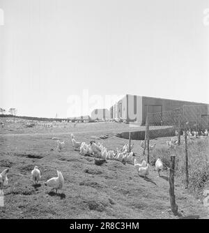 Aktuelle 15-1949: Von der Ei-Rationierung zur Ei-Abundanz Foto; Sverre A. Børretzen / Aktuell / NTB ***FOTO NICHT VERARBEITETE BILDER*** Stockfoto